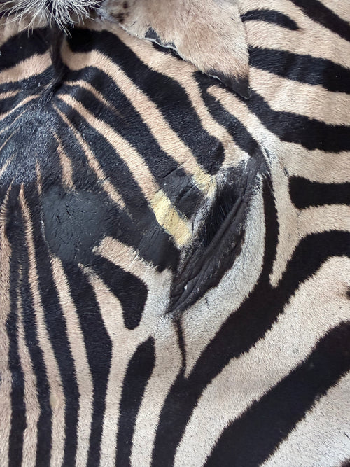 Cape Burchell Zebra Hide A+ 32367-1.0
