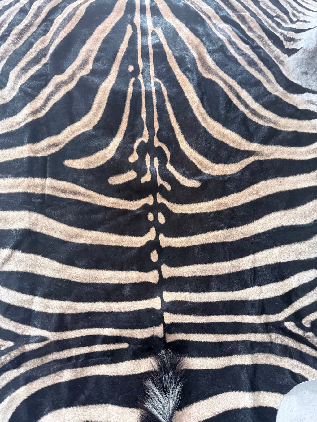 Cape Burchell Zebra Hide A+ 32367-1.0