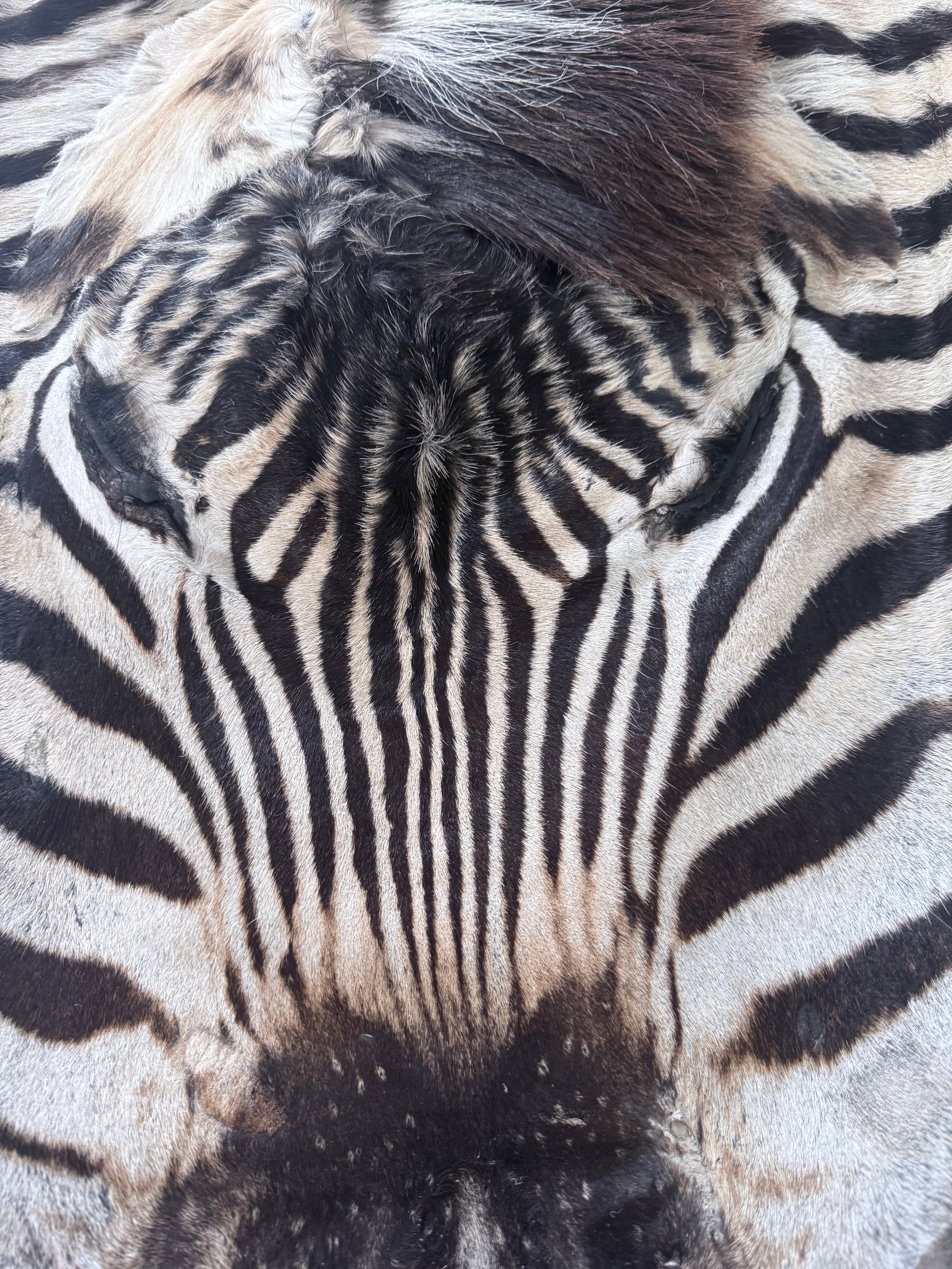Premium Grade Burchell’s Zebra Hide – Natural Character Finish