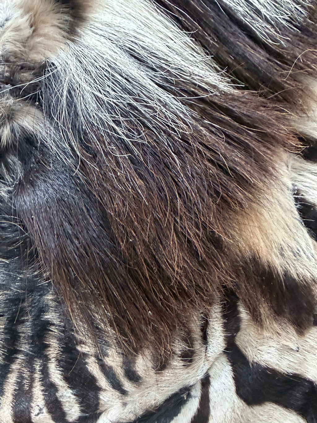 Premium Grade Burchell’s Zebra Hide – Natural Character Finish
