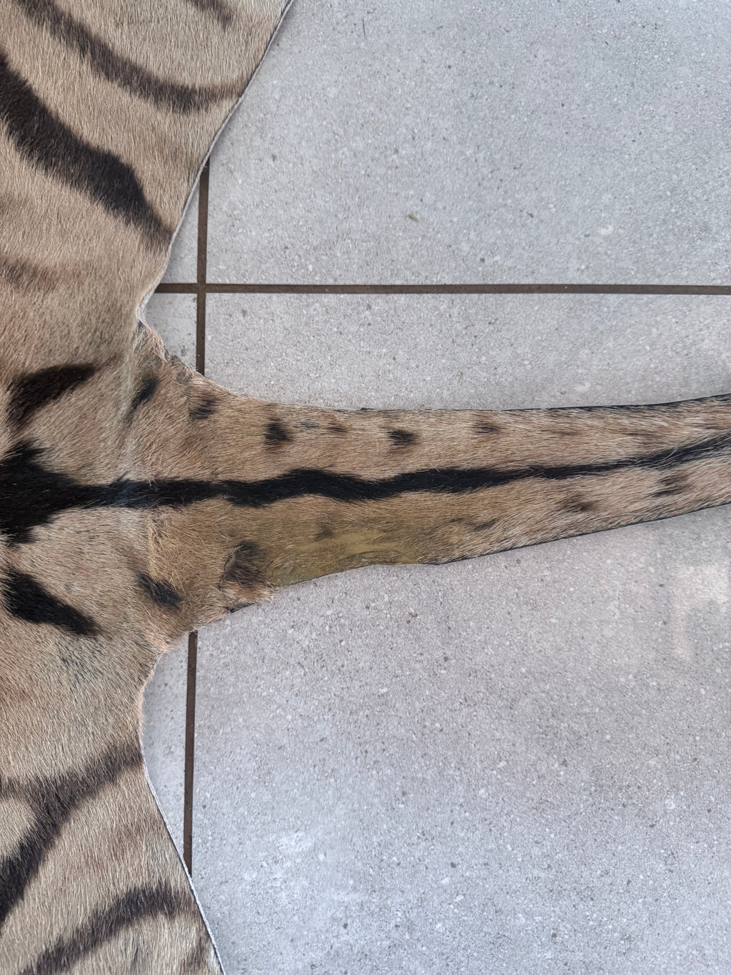Premium Grade Burchell’s Zebra Hide – Natural Character Finish