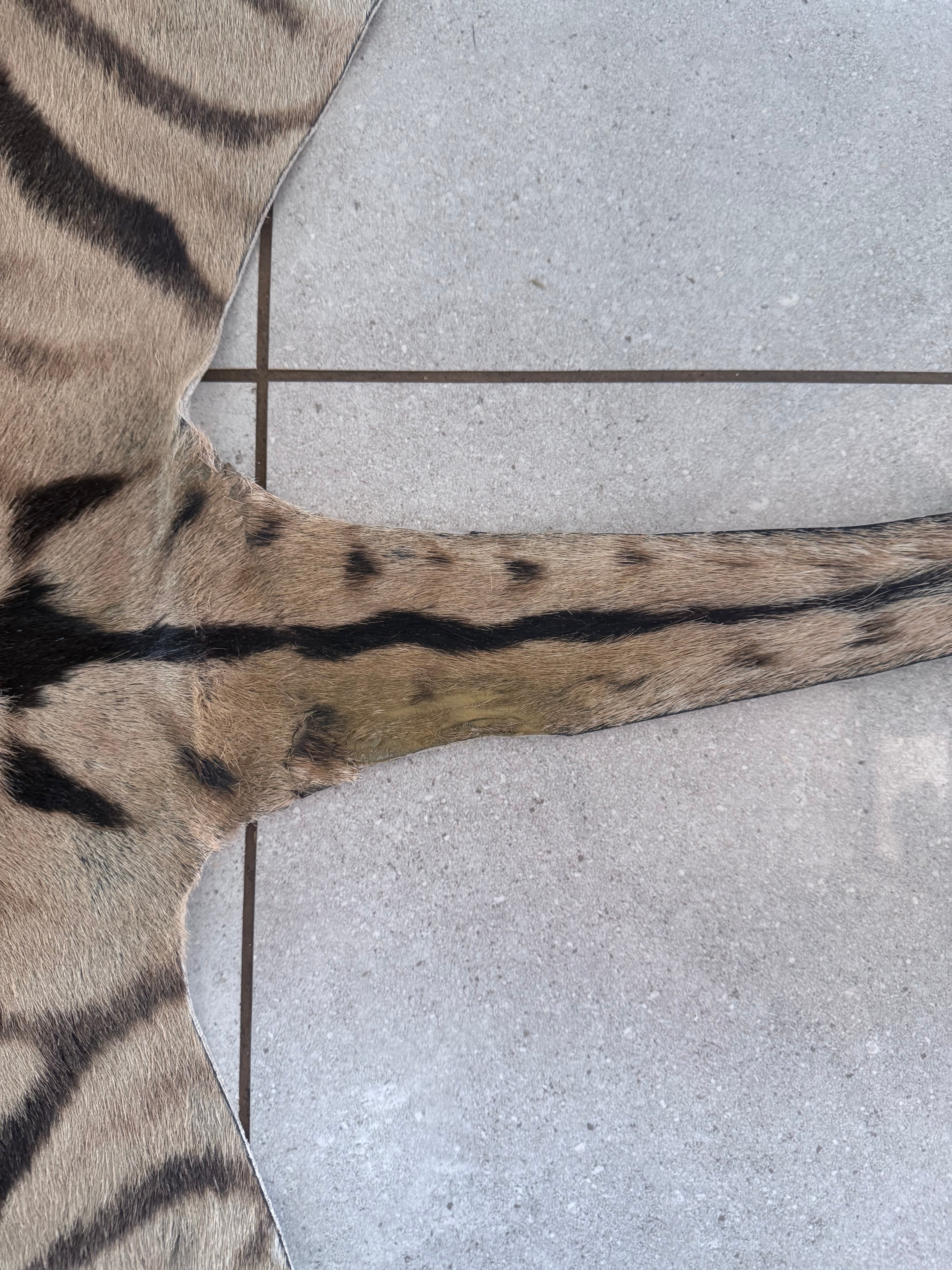 Premium Grade Burchell’s Zebra Hide – Natural Character Finish