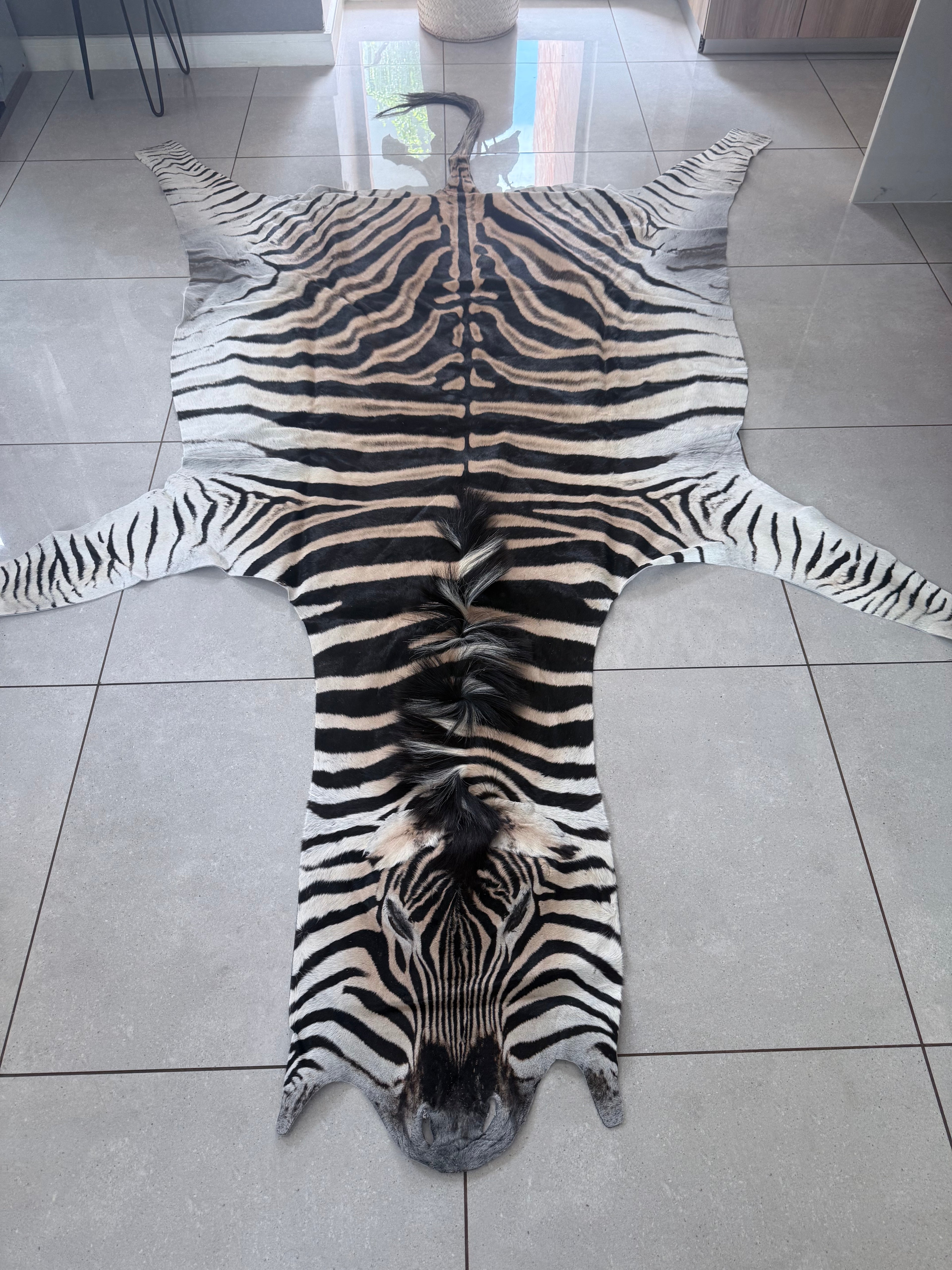 A+ Grade Burchell’s Zebra Hide – Full Mount, Premium Quality