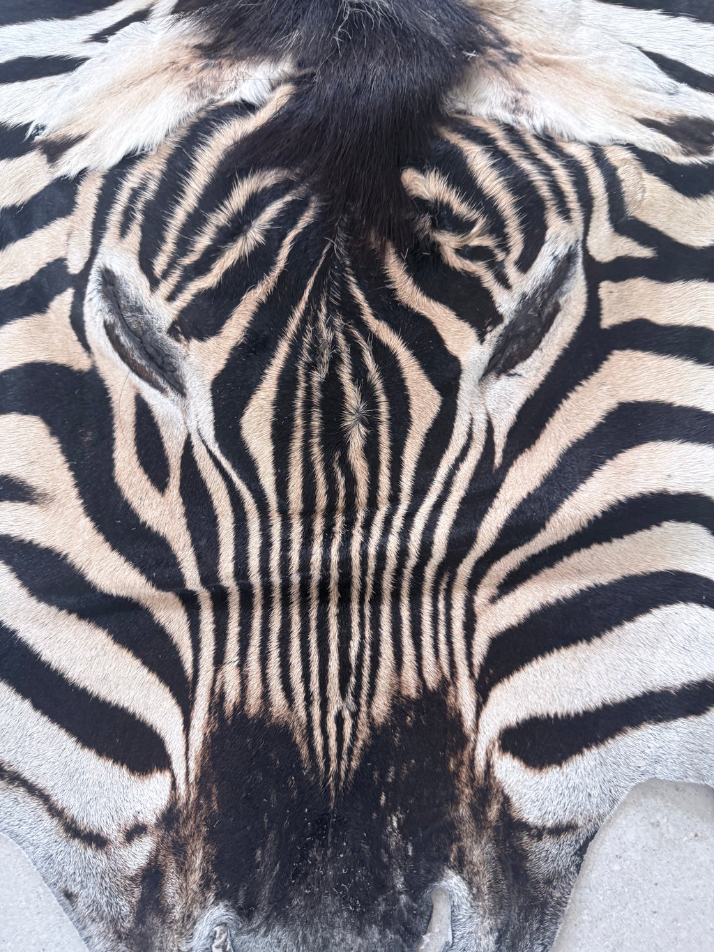 A+ Grade Burchell’s Zebra Hide – Full Mount, Premium Quality
