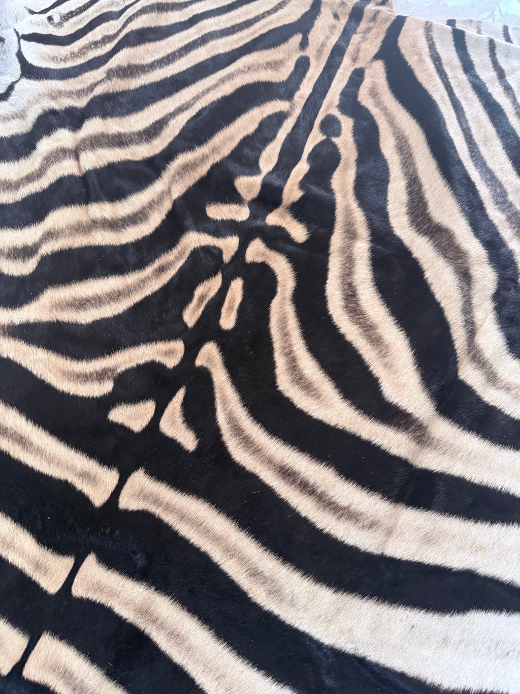A+ Grade Burchell’s Zebra Hide – Full Mount, Premium Quality