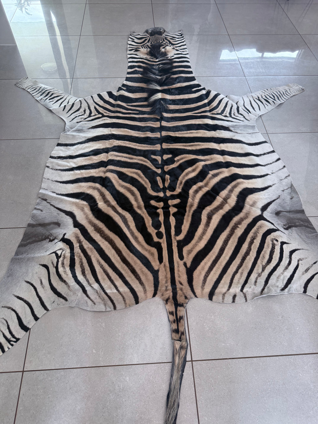A+ Grade Burchell’s Zebra Hide – Full Mount, Premium Quality