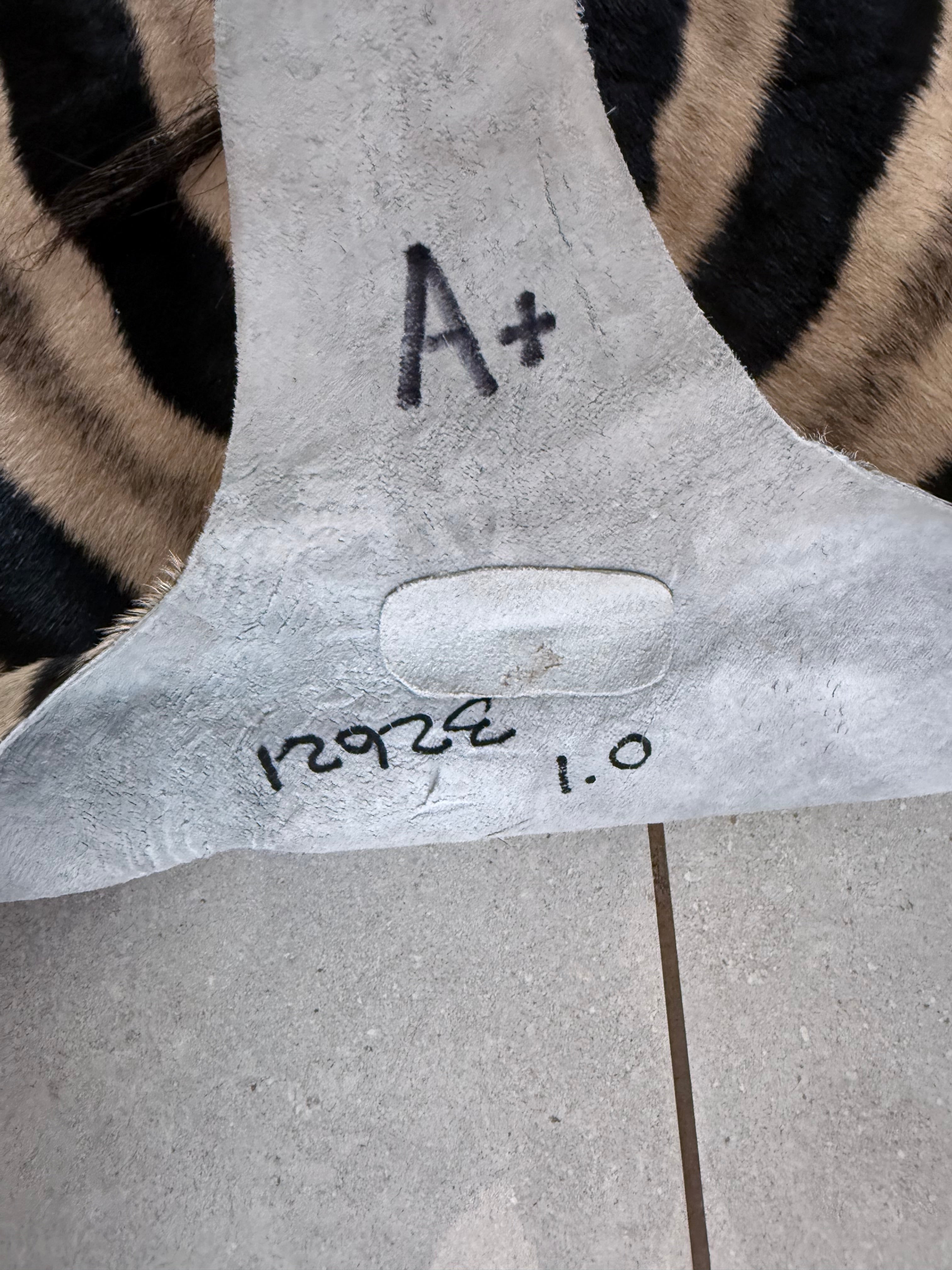 A+ Grade Burchell’s Zebra Hide – Full Mount, Premium Quality